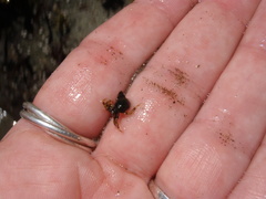 Pagurus hirsutiusculus
