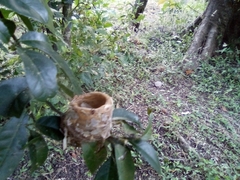 Chlorostilbon assimilis