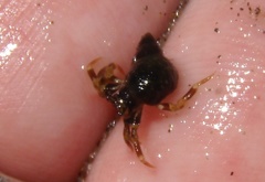 Pagurus hirsutiusculus