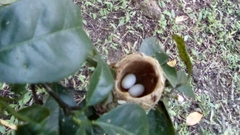 Chlorostilbon assimilis