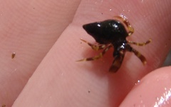 Pagurus hirsutiusculus