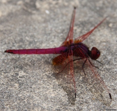 Trithemis aurora
