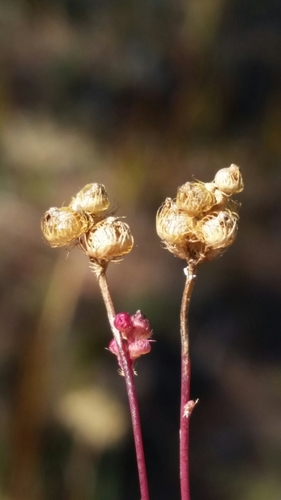 Image of Utricularia simulans by (c) Jay Horn, some rights reserved (CC BY)