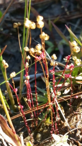 Image of Utricularia simulans by (c) Jay Horn, some rights reserved (CC BY)