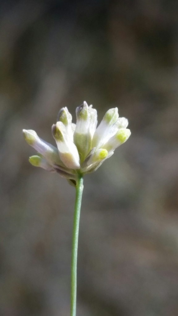Southern bluethread (Burmannia capitata)