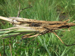 Hyperthelia dissoluta