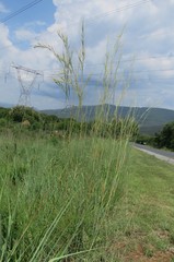 Hyperthelia dissoluta