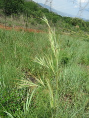 Hyperthelia dissoluta