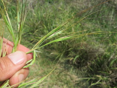 Hyperthelia dissoluta