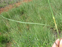 Hyperthelia dissoluta