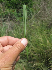 Hyperthelia dissoluta