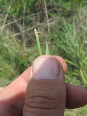 Hyperthelia dissoluta