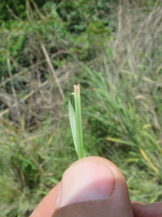 Hyperthelia dissoluta