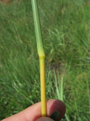 Hyperthelia dissoluta