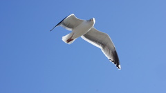 Larus occidentalis