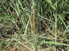 Hyperthelia dissoluta