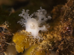 Dendronotus