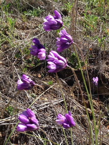 iNaturalist observation photo of blue dicks