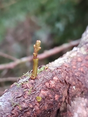 Arceuthobium tsugense