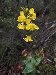 Goodenia decurrens