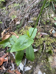 Goodenia decurrens