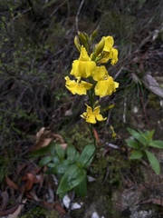 Goodenia decurrens