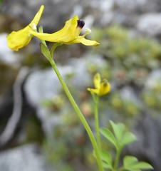 Corydalis casimiriana