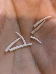 Graptacme eborea