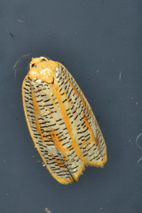 Templemania rhythmogramma