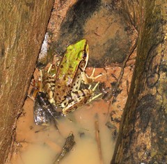 Lithobates palmipes