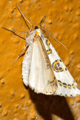 Philtraea mexicana