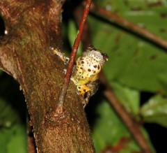 Dendropsophus marmoratus