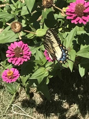 Papilio glaucus