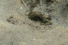 Favonigobius exquisitus
