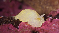 Cadlina laevis