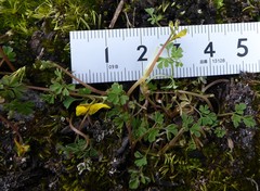 Corydalis casimiriana