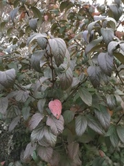 Viburnum luzonicum
