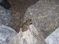 Leptodactylus bufonius
