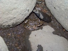 Leptodactylus bufonius