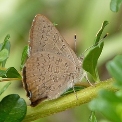 Paralucia pyrodiscus