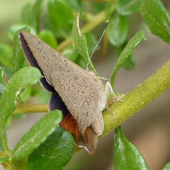 Paralucia pyrodiscus