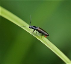 Oestodes tenuicollis