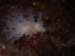 Dendronotus lacteus