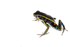 Three-Striped Arrow-Poison Frog photo 5