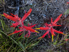 Castilleja subinclusa