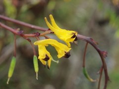 Corydalis casimiriana