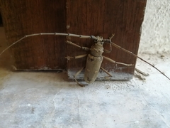 Susuacanga stigmatica