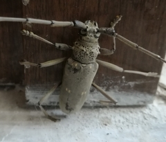 Susuacanga stigmatica