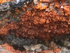 Hydropisphaera peziza