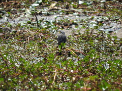 Setophaga coronata auduboni